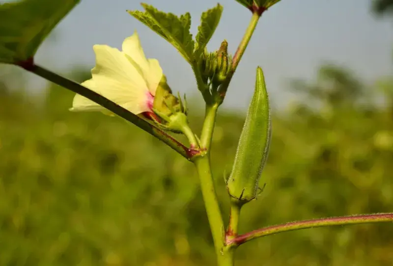 Okra je plod jedlého ibišku, pěstuje se i jako okrasná rostlina