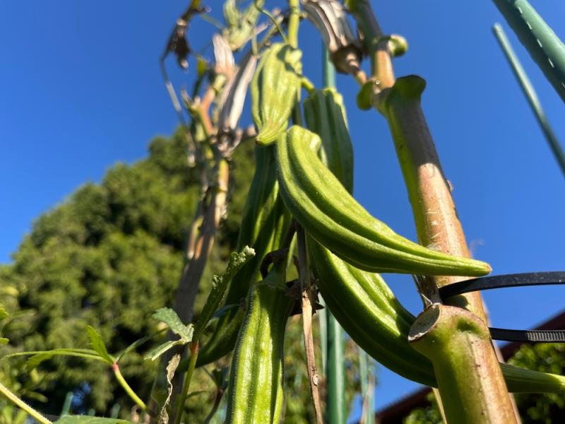 Zralá okra