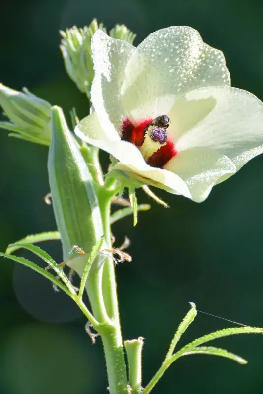 Ibišek jedlý v květu