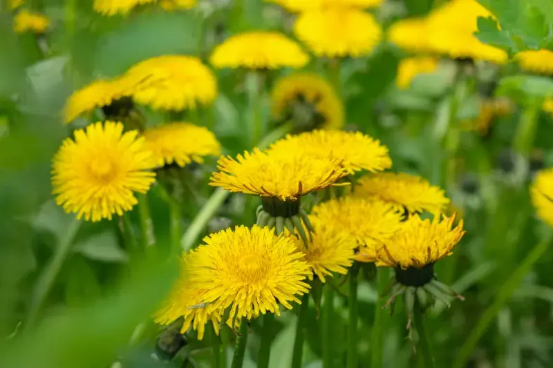 Pampeliška smetánka (Taraxacum)