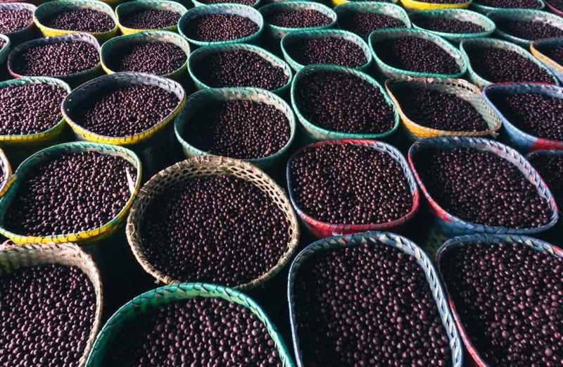 Sklizené acai
