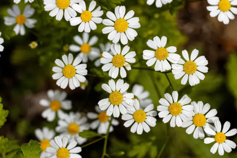 Řimbaba obecná (Tanacetum parthenium)