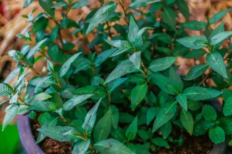 Rdesno vonné (vietnamský koriandr)