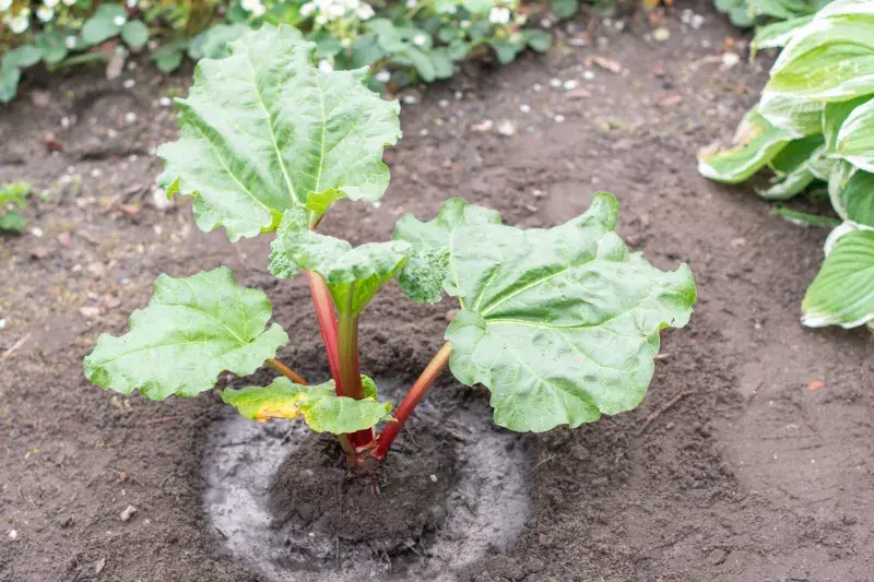 Mladá sazenice rebarbory