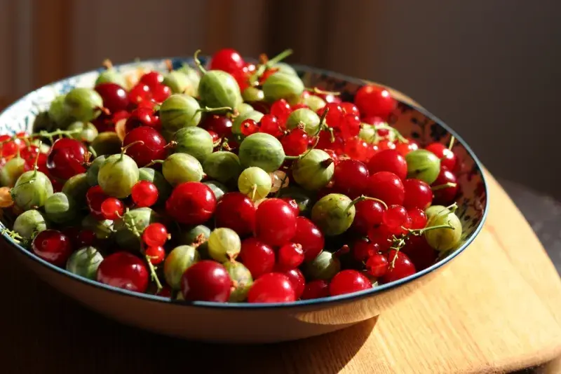 Rybíz se sklízí stejně jako angrešt – a dohromady v koláči i skvěle chutnají