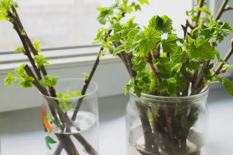 Jednoduchý způsob, jak množit rybíz: nechat větvičky zakořenit