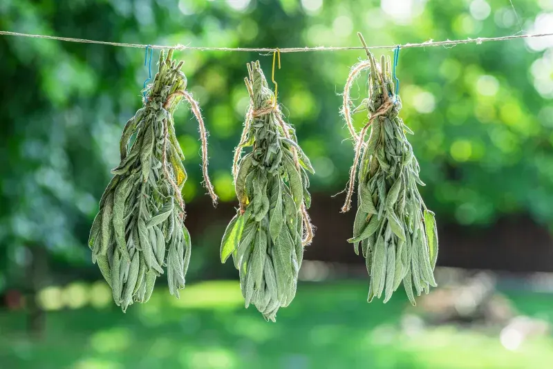 Sušení šalvěje ve svazcích na teplém místě s mírným průvanem je tradiční způsob