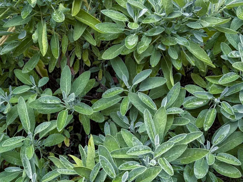 Listy šalvěje tvoří typické růžice, lákavý je i jejich sametově hebký povrch