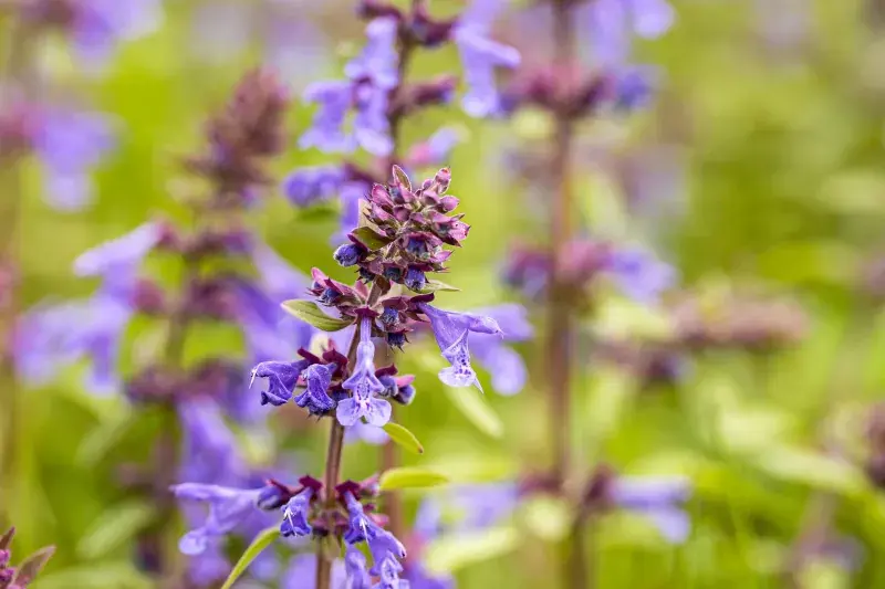 Květy šalvěje jsou lákadlo i pro tak důležitý hmyz