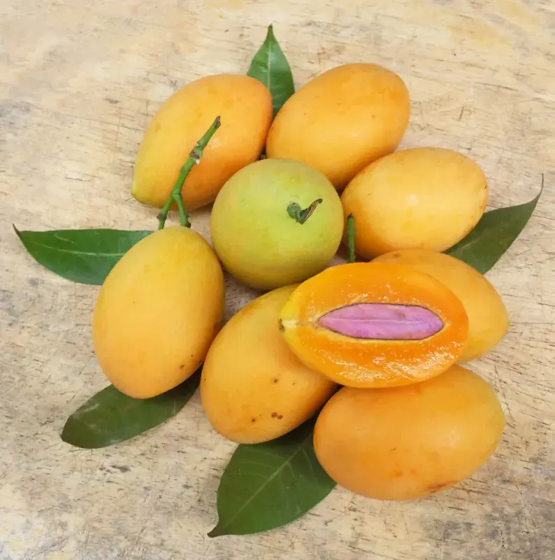 Slivoň špendlík žlutý (Prunus domestica ʽDrap d'Or d'Esperen’)