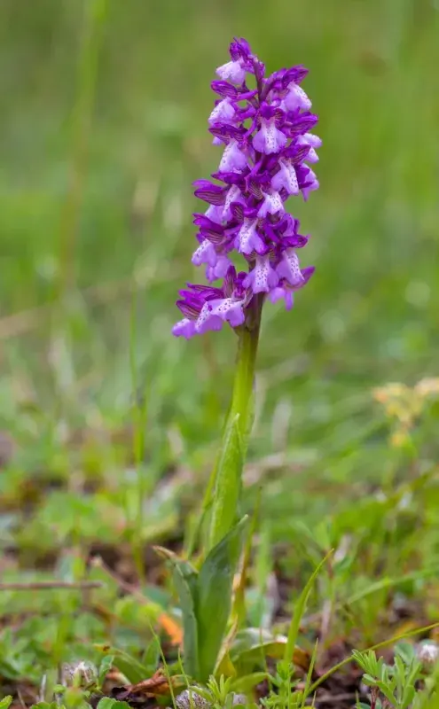 Orchidej, z jejíchž hlíz se získává salep