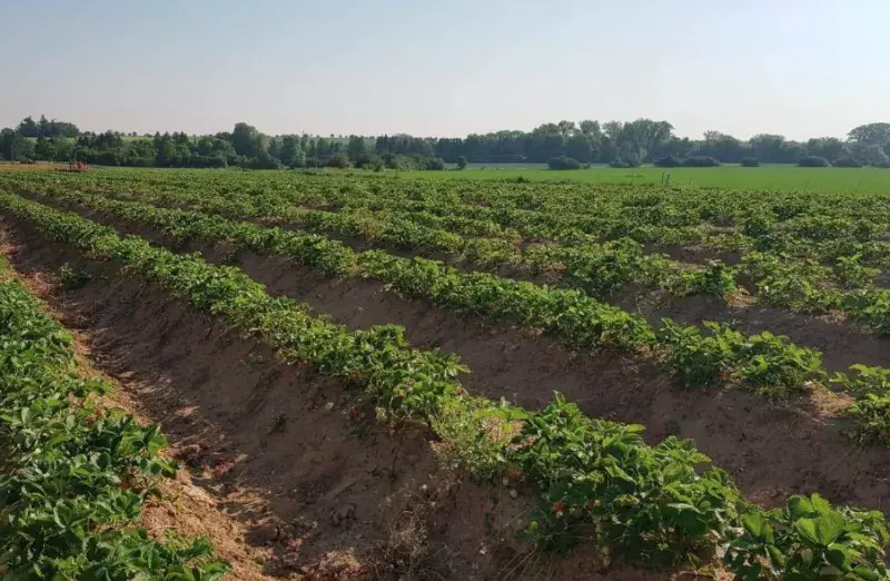 SCHWENK jahody s.r.o.