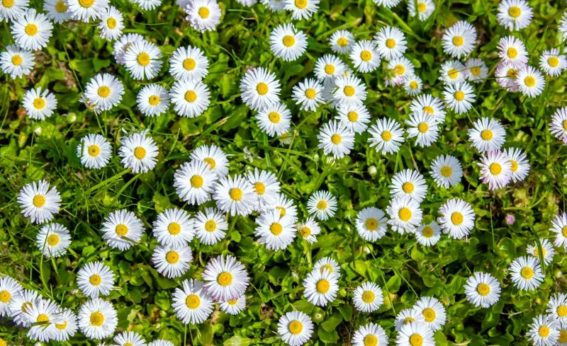 Sedmikráska (Bellis)