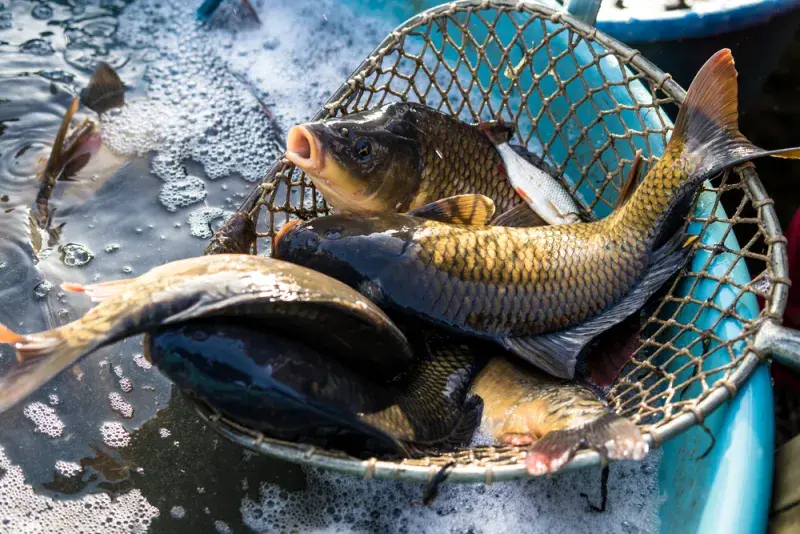 Výlov rybníka kapři