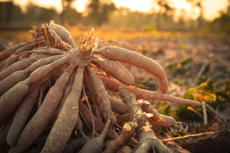 K výrobě tapiokových perel se používá škrob z kořene manioku