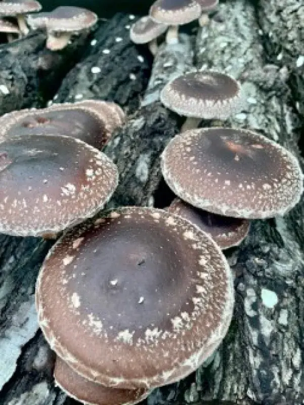 Houby shiitake
