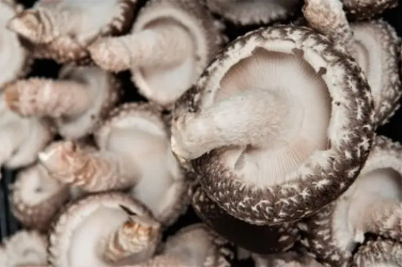 Houby shiitake z farmy u Prahy