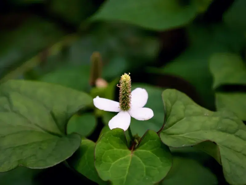 Touleň srdčitá (rybí máta)