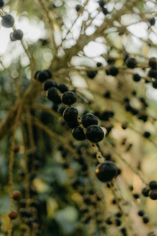 Bobule acai