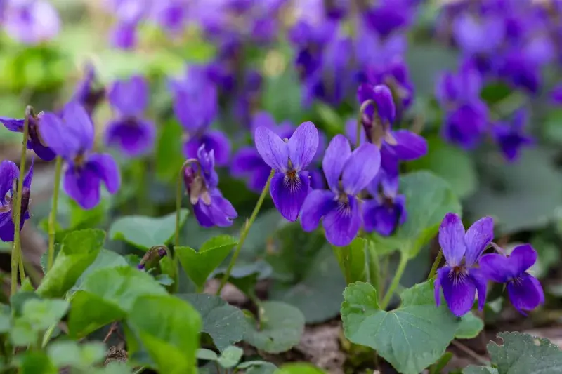 Violka vonná (Viola odorata)
