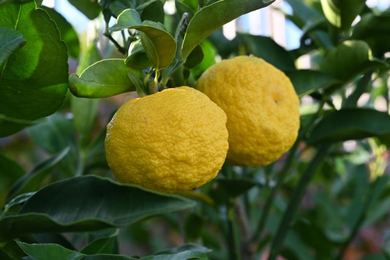 Yuzu neboli japonský citron