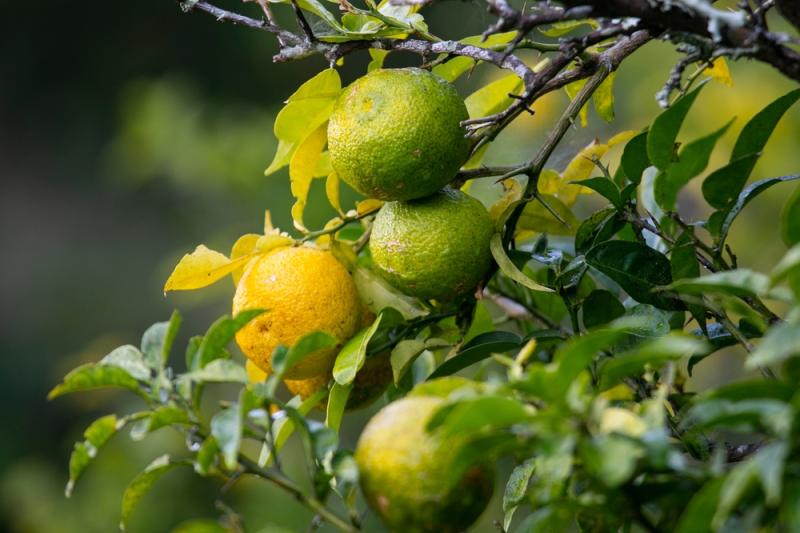Zelené a žluté yuzu