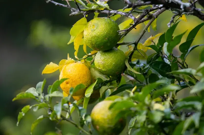 Zelené a žluté yuzu