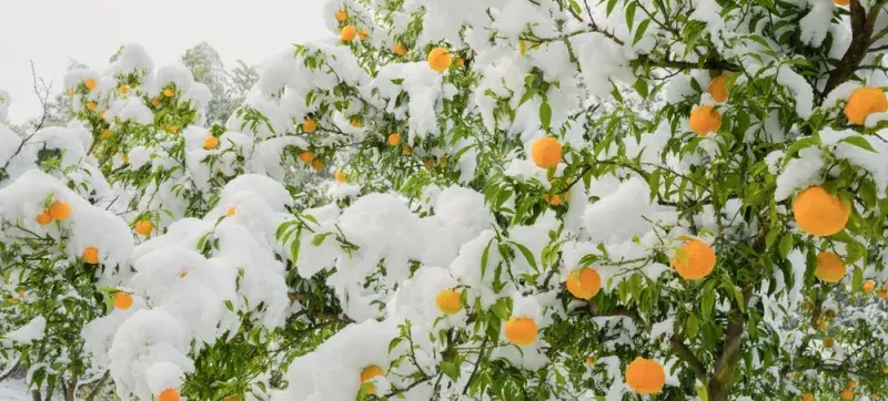 Dužina yuzu je spíš sušší