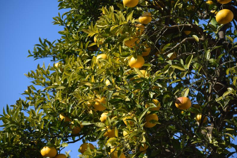 Yuzu neboli japonský citron