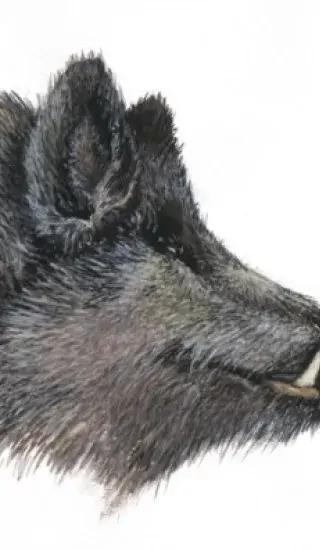 Kančí kýta na žampionech