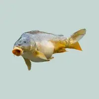 Jak vybrat vánočního kapra