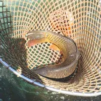 Historie a chuť kapra: V českých vodách nebyl odjakživa. Jeho chov zavedli mniši ve 12. století