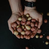 Brambory: jejich cesta i přehled druhů