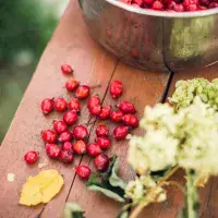 Šípky: vitaminy nabité plody podzimu