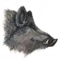 Kančí kýta na žampionech