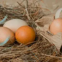 Jak se značí vejce?