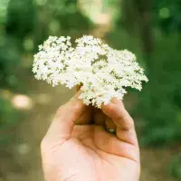 Co s květy černého bezu? Máme sladké i slané tipy, jak s nimi v kuchyni naložit