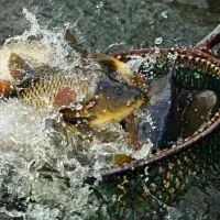 Cesta kapra od výlovu rybníka až na vánoční stůl