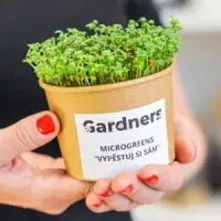 Microgreens: Zdravotní benefity, způsoby pěstování a využití v kuchyni