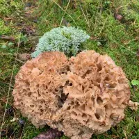 Kotrč, hlíva ústřičná, jidášovo ucho a další: Recepty nejen na guláše