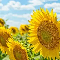 Jak zařadit do jídelníčku slunečnicová semínka: Skvělá budou v pestu, pečivu i salátu