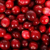 Brusinkové menu: 15 receptů pro milovníky brusinek