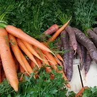 Jak využít černou mrkev