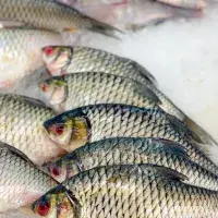 Porcujte kapra jako profík