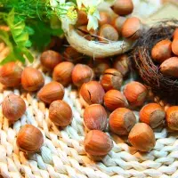 Jak snadno oloupat lískové oříšky