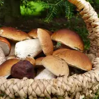 Houby aneb co dělat s plným košíkem hub