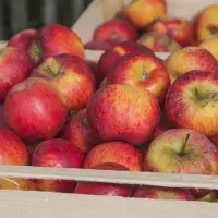 Jak uskladnit jablka na zimu, aby zůstala tvrdá a šťavnatá?