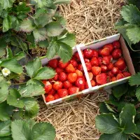 Průvodce sběrem jahod: Jak je správně sklízet, skladovat a co mít s sebou