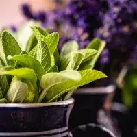 K čemu se hodí šalvěj a jak ji nejlépe zpracovat?