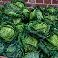 Co uvařit z kapusty